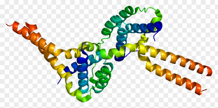 PAFAH1B1 Platelet-activating Factor PAF Acetylhydrolase Protein Miller–Dieker Syndrome PNG