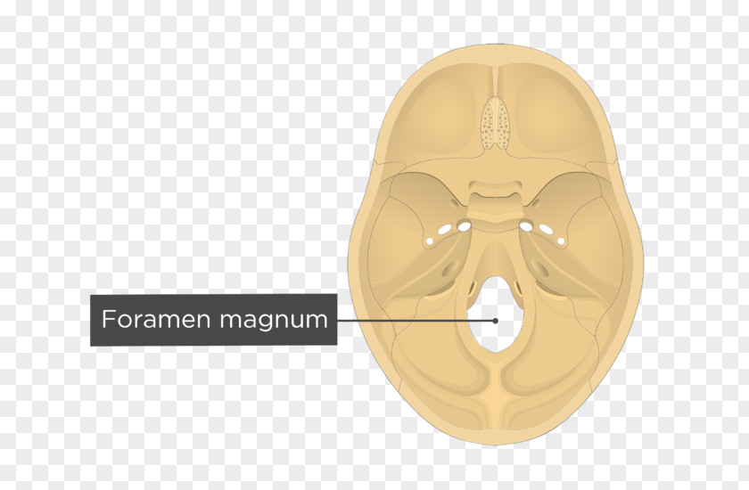 Skull Foramen Magnum Transverse Sinuses Groove For Sinus Occipital Bone PNG