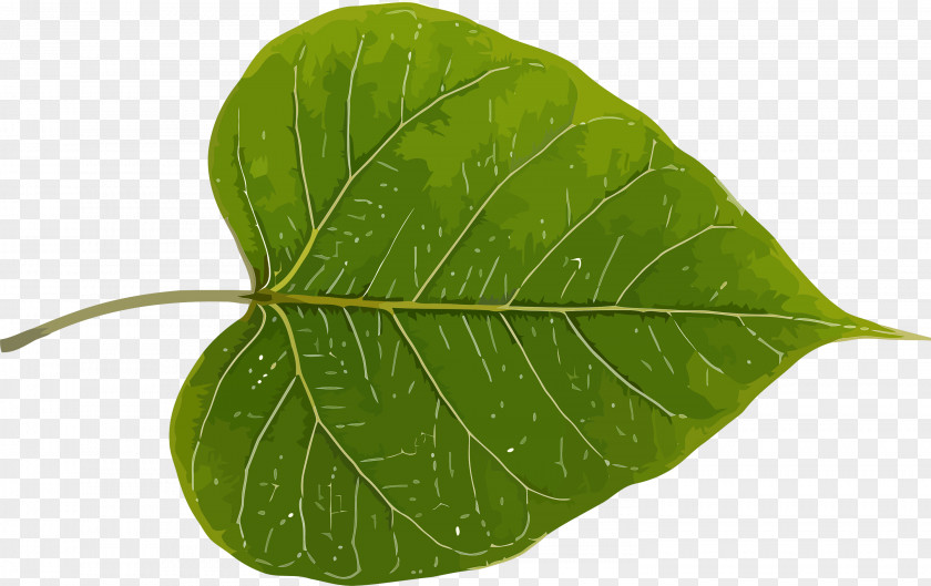 Bodhi Leaf Day PNG