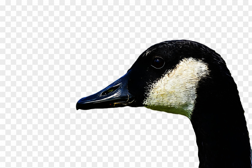 Goose Wild Animal PNG