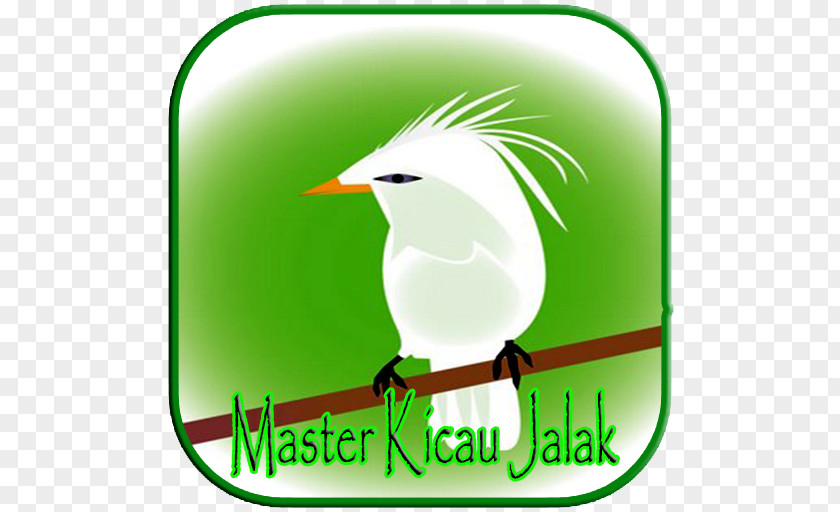 Jalak Umum Clip Art Beak Logo Brand Android PNG