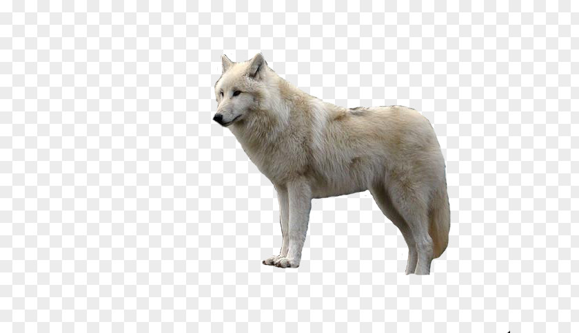 LObo Arctic Wolf Clip Art PNG