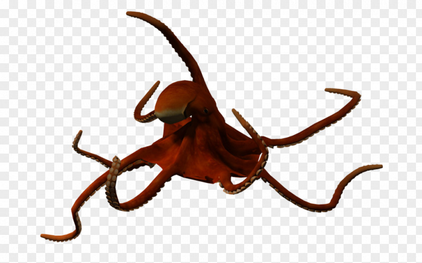 Octapus Benthic Zone 3D Computer Graphics Seabed PNG