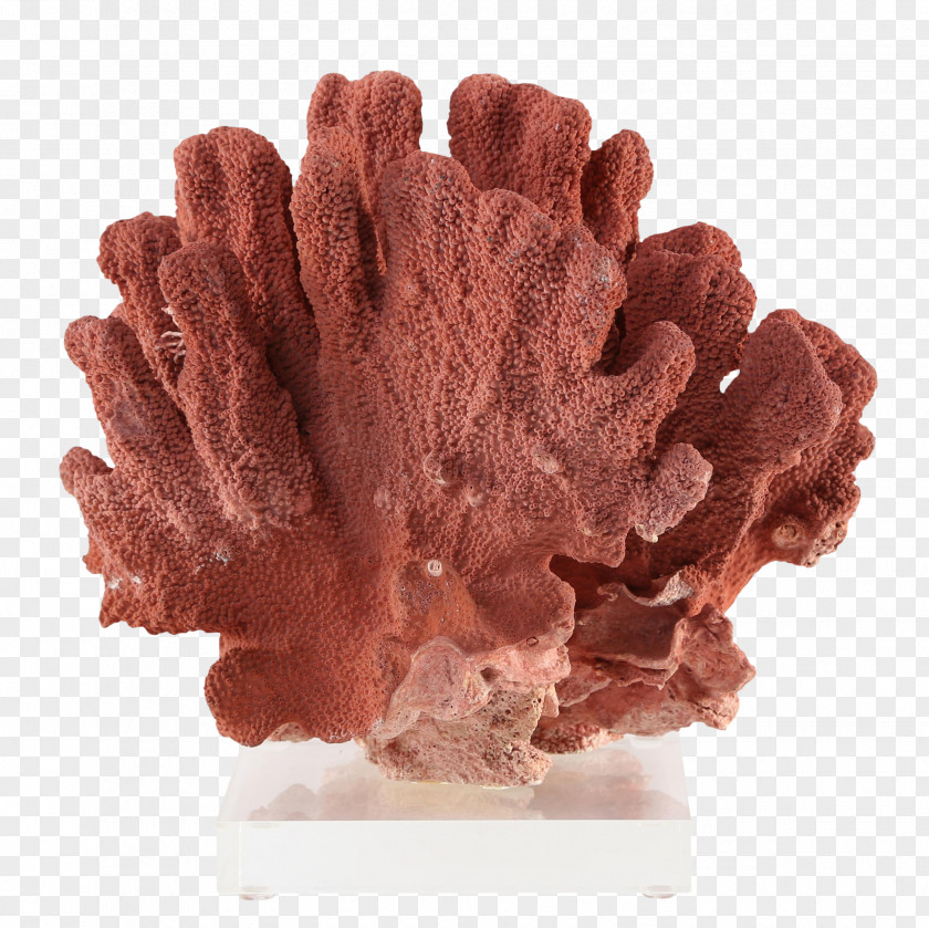 Precious Coral Red Invertebrate 1stdibs.Com, Inc. PNG