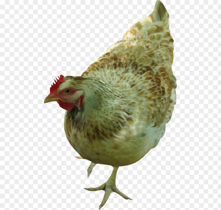 Rooster Plymouth Rock Chicken Clip Art PNG