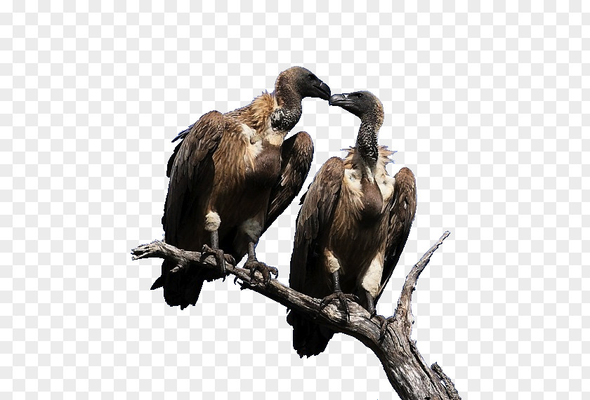 Vulture Eating Prey Fauna PNG