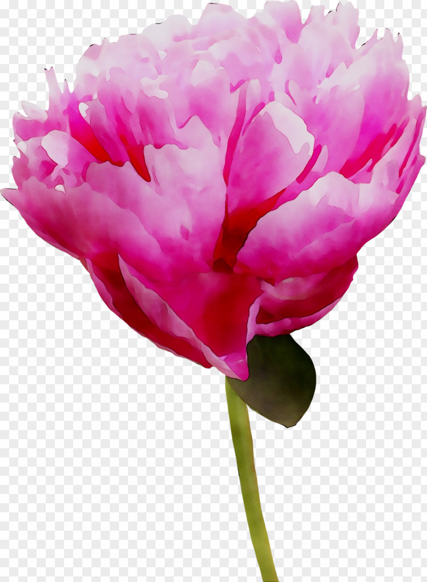 Carnation Cut Flowers Peony Herbaceous Plant Stem PNG