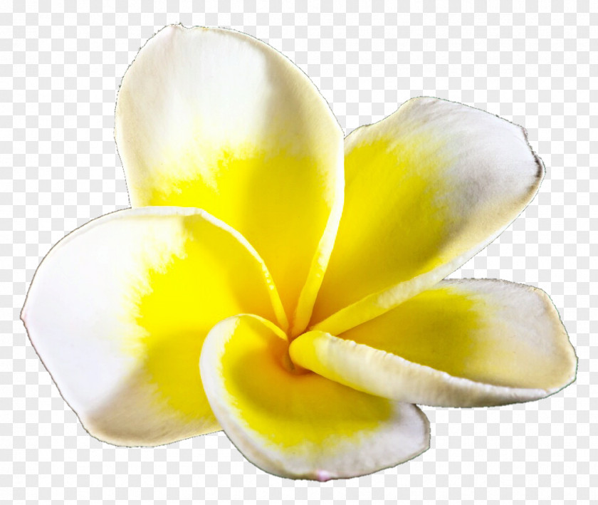 Frangipani Cut Flowers Petal Flowering Plant PNG