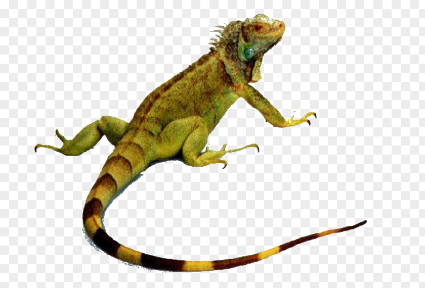 Lizard Reptile Chameleons Dog Hamster PNG