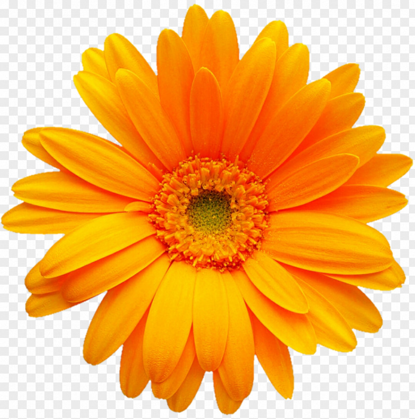 Yellow Daisy Transvaal Gerber Format Color Clip Art PNG