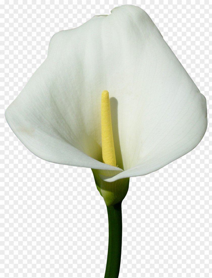 бамбук Arum-lily Flower Digital Image Clip Art PNG