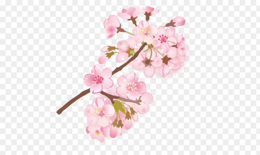 Cherry Blossom Branch Depiction 葉桜 PNG