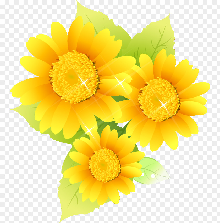 Common Sunflower Illustration Image Photography Design PNG