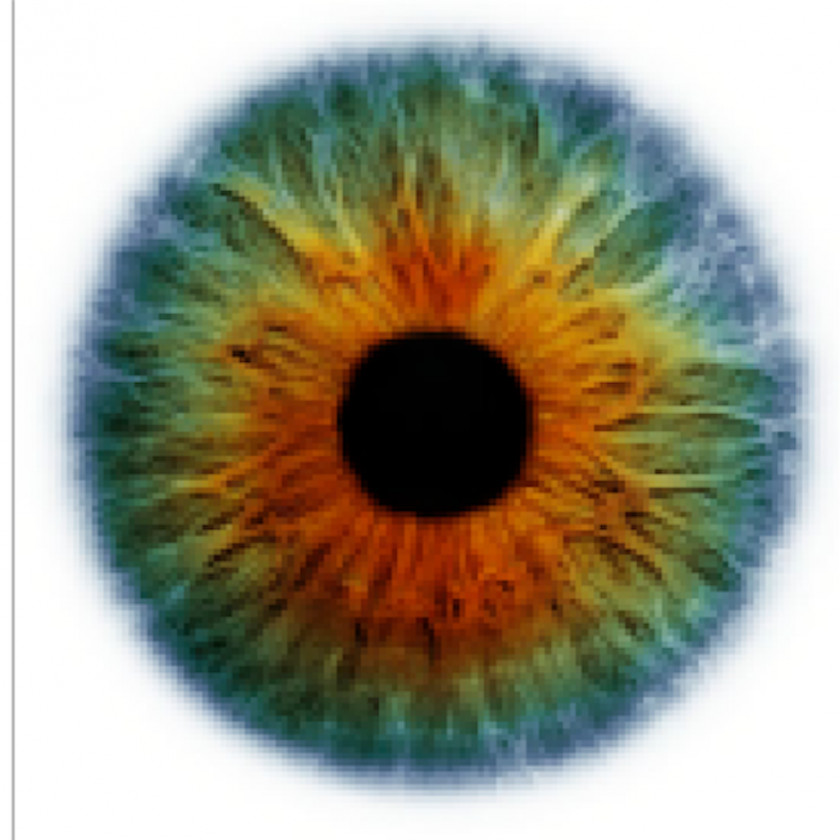 Eye Color Human Green PNG