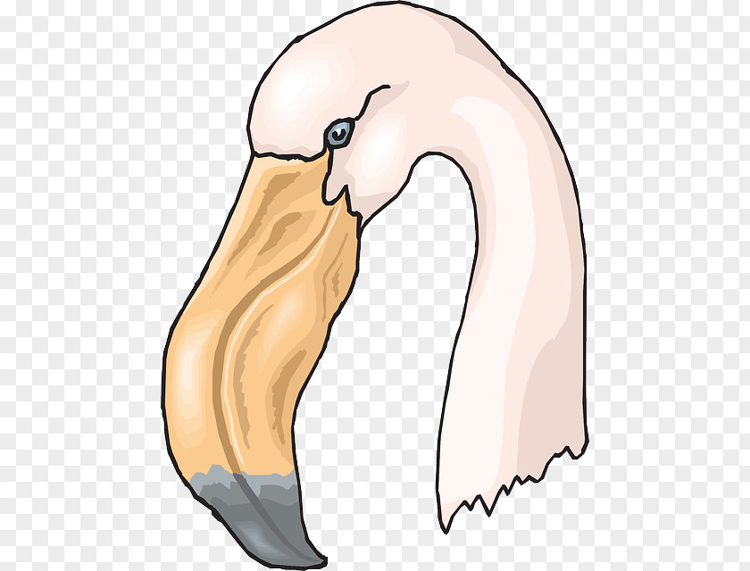 Flamingo Drawing Bird Clip Art PNG