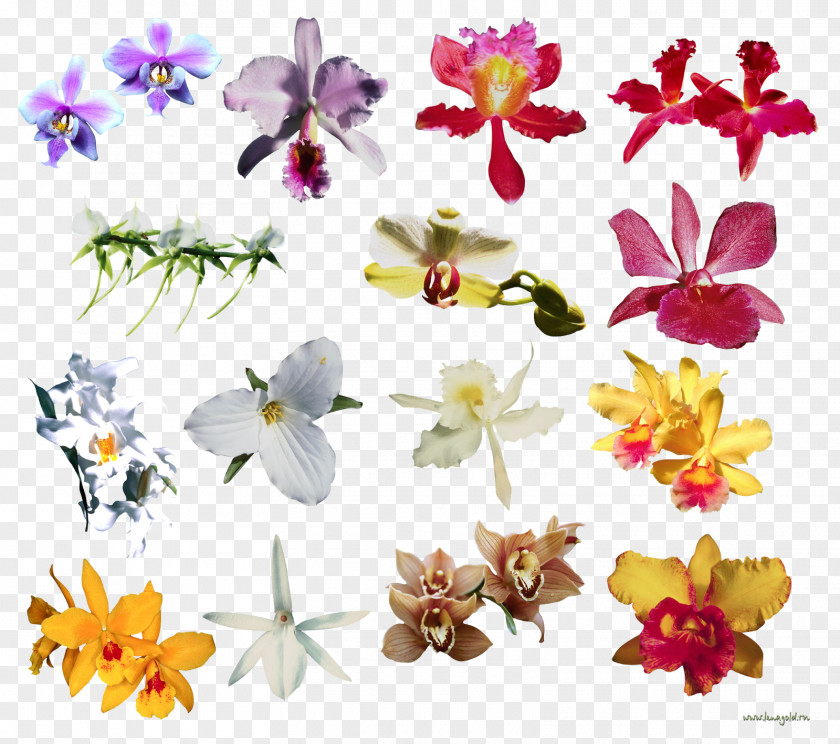 Flower Moth Orchids Clip Art Image PNG