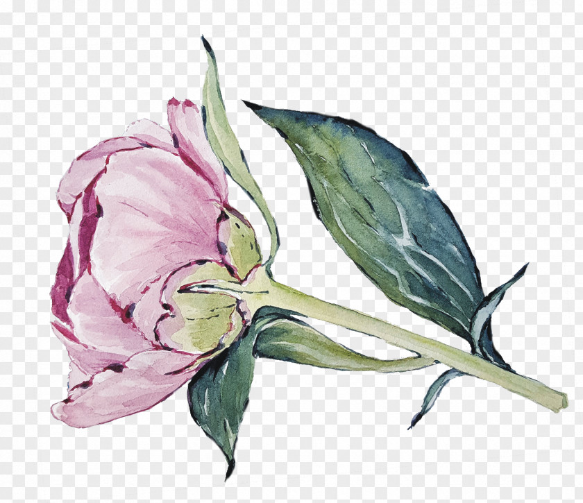 Hand-painted Peony Cabbage Rose Cut Flowers Petal Plant Stem Herbaceous PNG