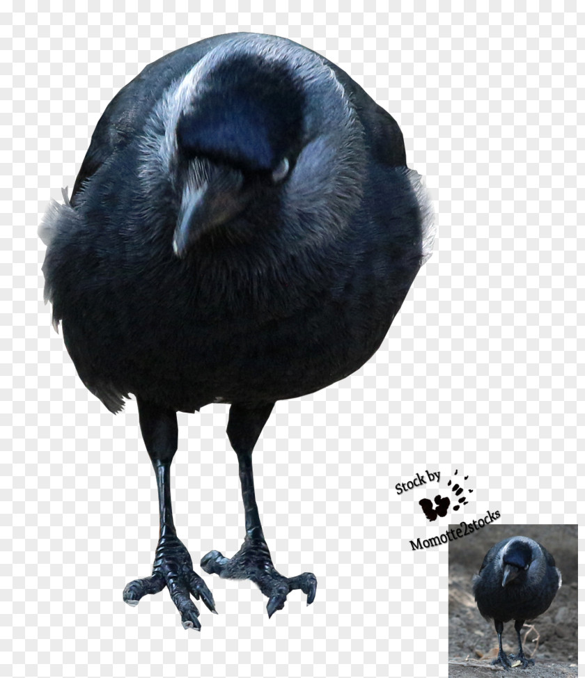 Out Of Stock American Crow New Caledonian Rook PNG
