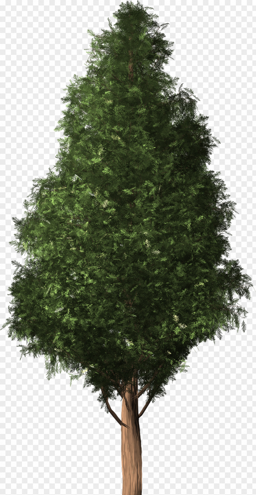 Tree Cedar Austrocedrus Foot Fir PNG