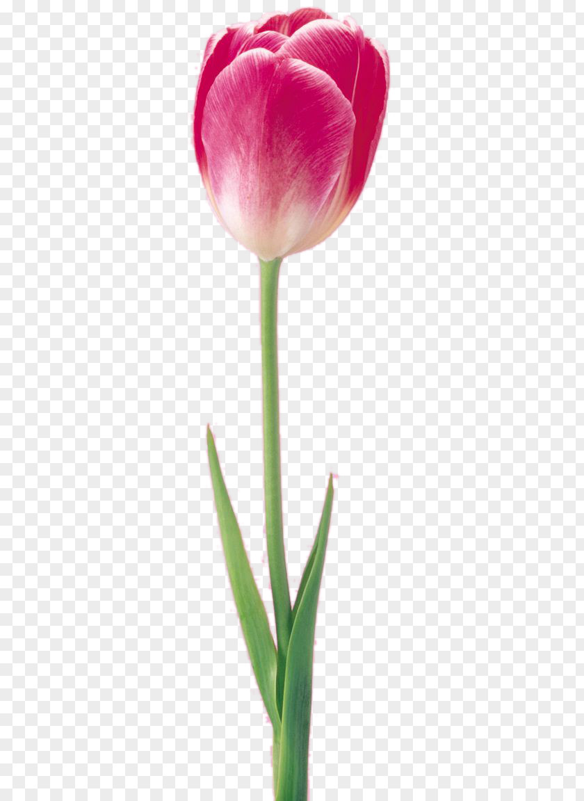 Tulip Flower Digital Image PNG