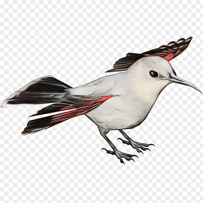 Wing Northern Mockingbird Bird Beak Tern Lari Perching PNG