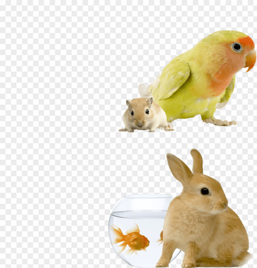 Bird Domestic Rabbit European Budgerigar Pet Sitting PNG