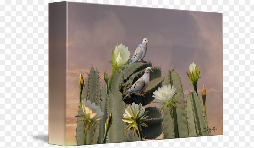 Cactus Blooming Season Citroën M Cactaceae Stock Photography Wildflower PNG