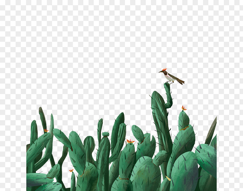 Cactus Cactaceae Download Illustration PNG