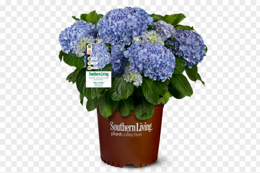 Flower French Hydrangea Shrub Plant PNG