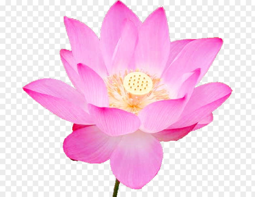 Lotus Changchun Mid-Autumn Festival Loving-kindness Falun Gong Happiness PNG