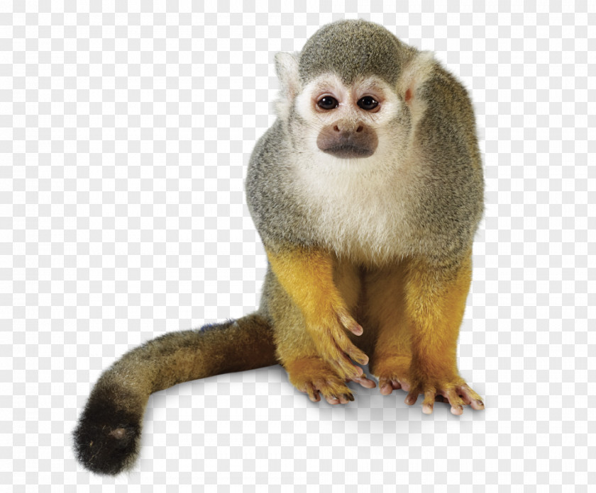 Monkey Golden Lion Tamarin Primate Cotton-top New World PNG