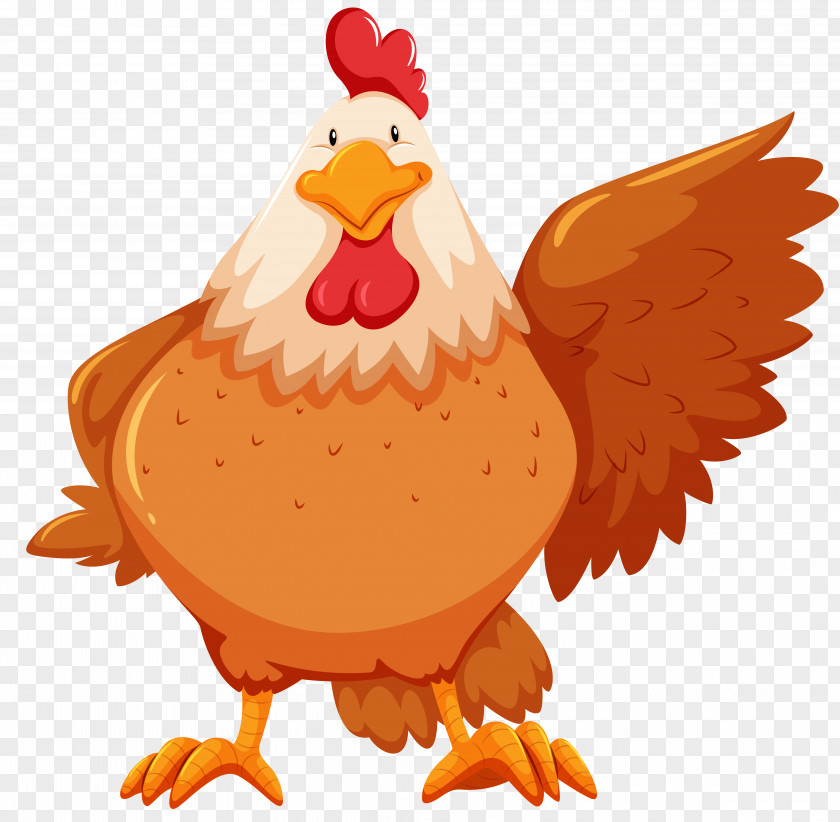 Chicken Flashcard Stock Photography PNG