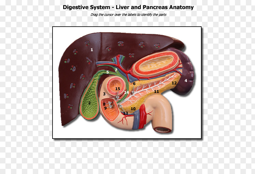 Human-liver Human Anatomy & Physiology Liver Gallbladder Pancreas PNG