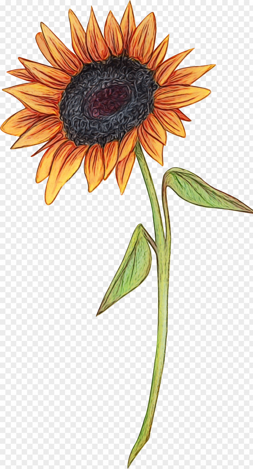 Vegetarian Food Watercolor Paint Sunflower PNG