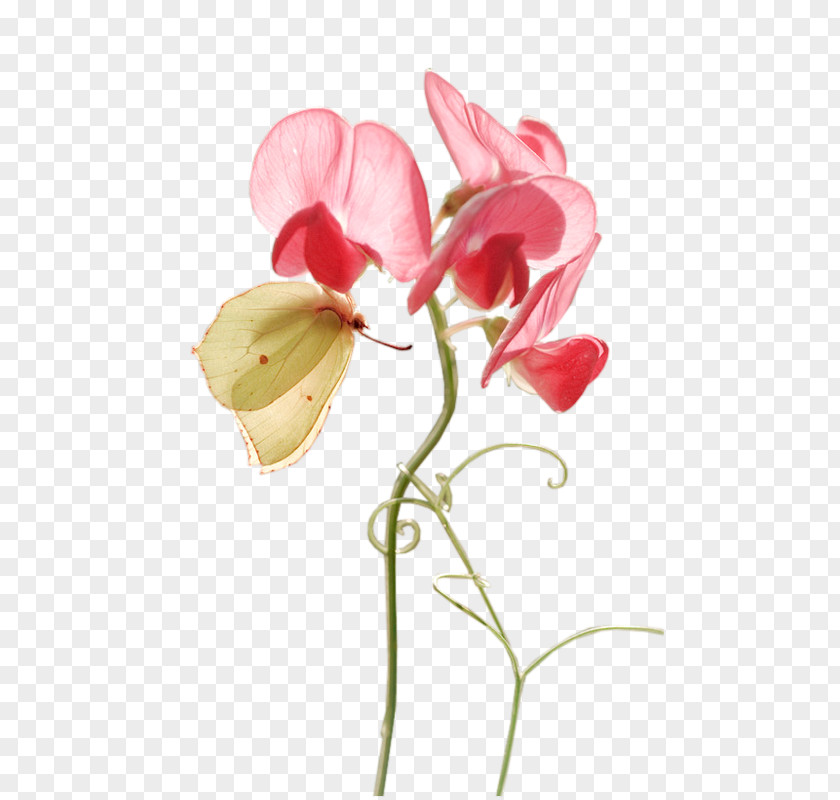 Flower Moth Orchids Cut Flowers Bud Plant Stem PNG