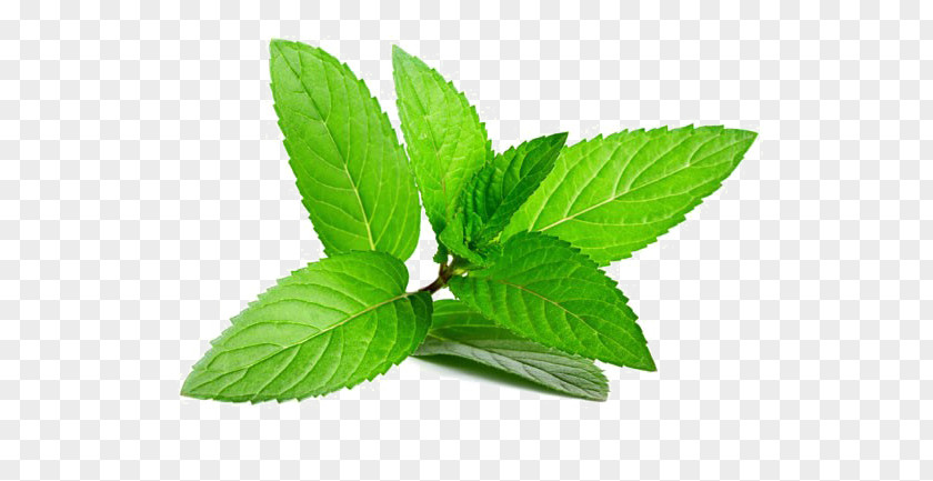 Mint Peppermint Herb Mentha Spicata Leaf PNG