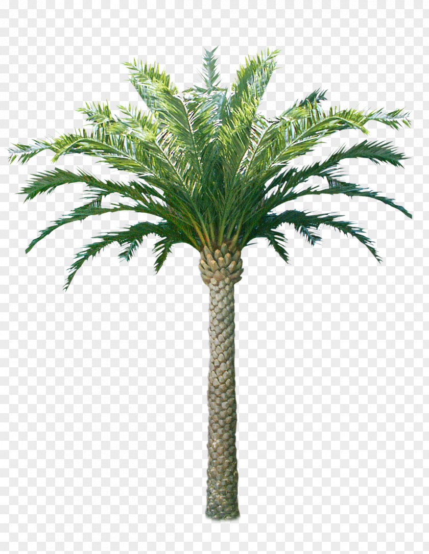 Palm Tree Art Graphic Design PNG