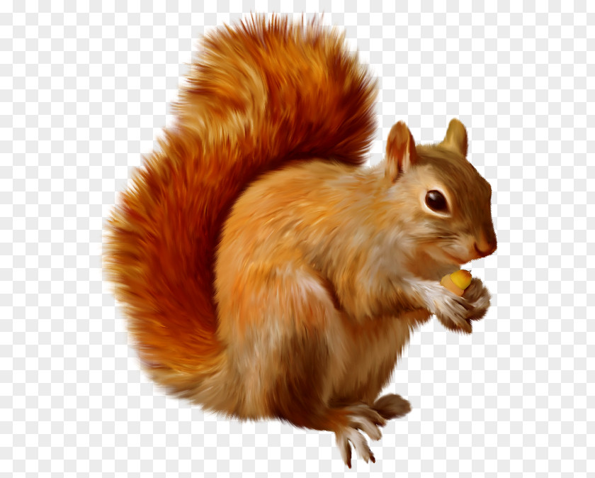 Squirrel Clipart Clip Art PNG