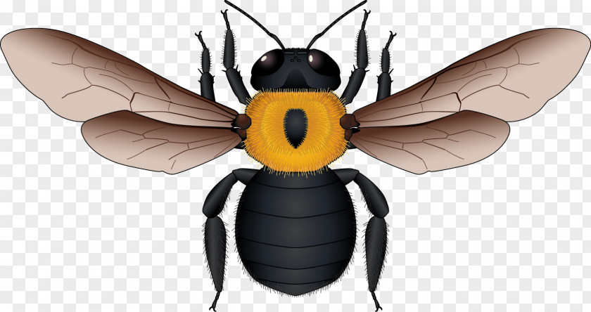 Yellow And Black Bee Vector Material European Dark Honey Apidae PNG