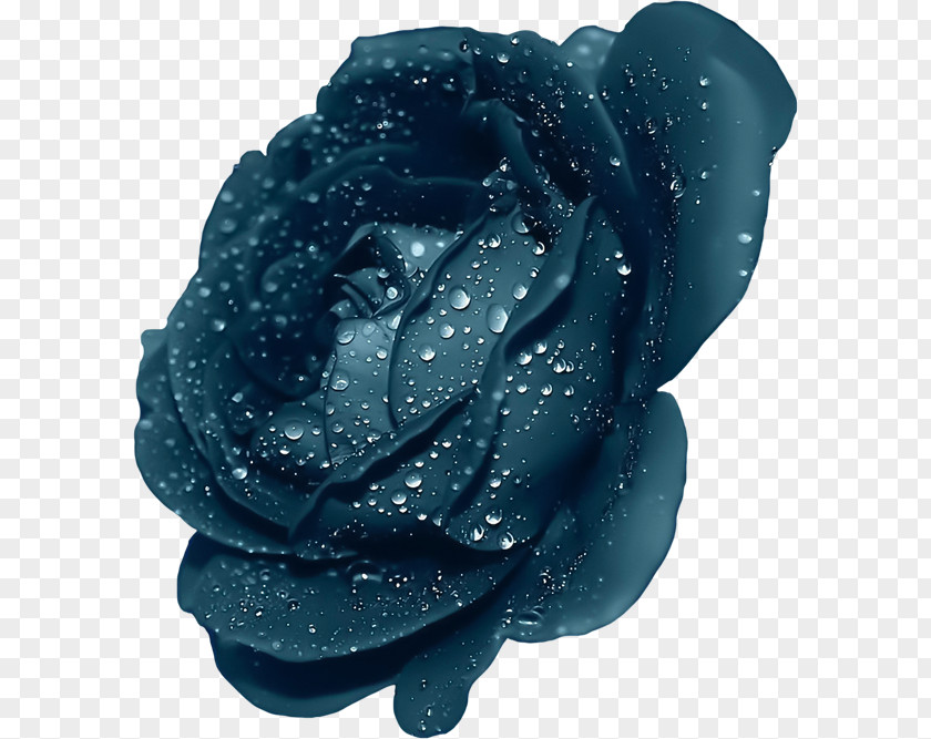 Blue Rose With Dew Clipart Purple Clip Art PNG