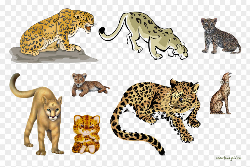 Leopard Cheetah Cat Lion Jaguar PNG