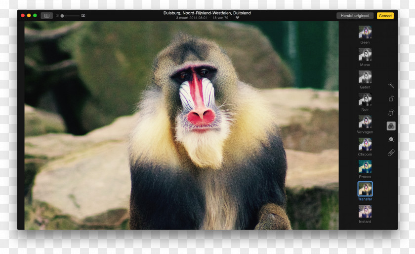 Mac Book Filters Cercopithecidae Old World Fauna Video Wildlife PNG