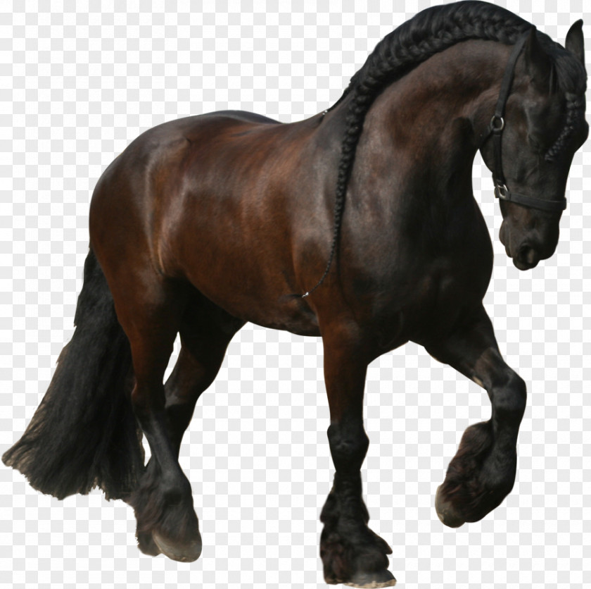 Mustang Friesian Horse Stallion Mane Trot PNG