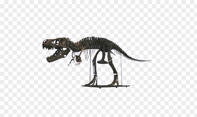 Squelette Tyrannosaurus Velociraptor Extinction Terrestrial Animal PNG