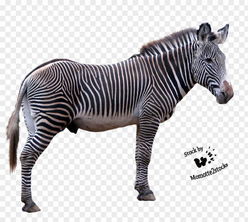 Zebra Picture Clip Art PNG