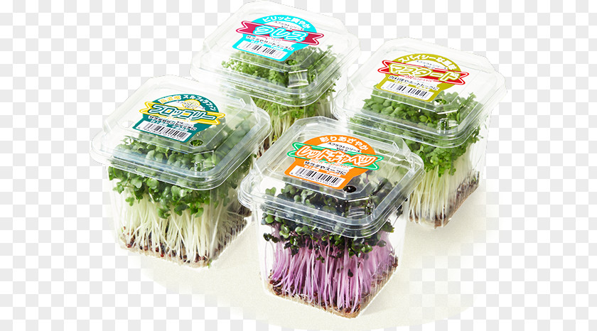 Broccoli Sprout Vegetable Sprouting Red Cabbage Kaiware Daikon Capitata Group PNG