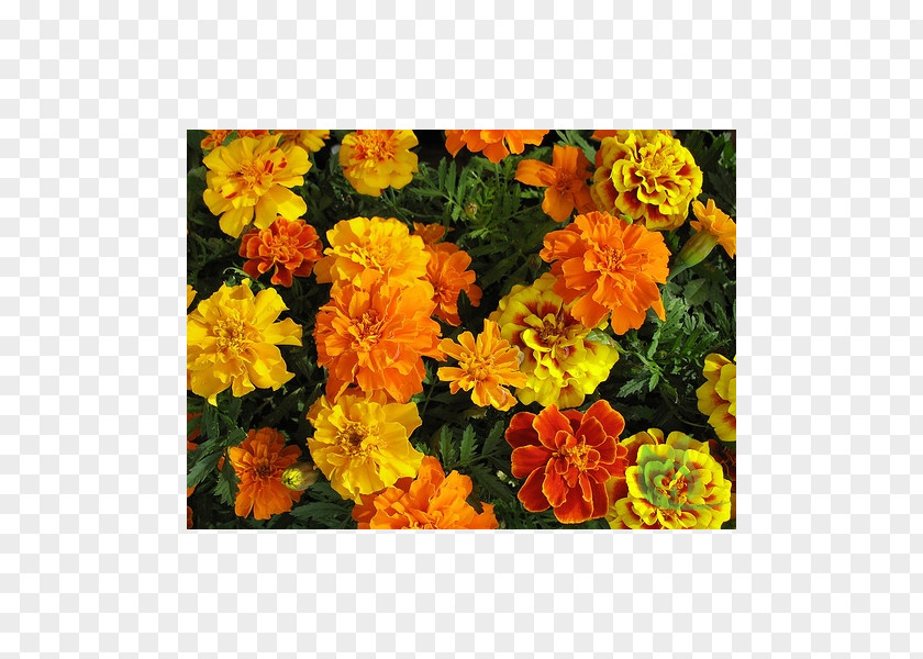 Flower Mexican Marigold Seed Garden Annual Plant PNG