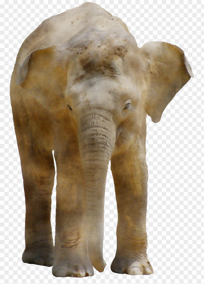 Indian Elephant African Terrestrial Animal Snout PNG