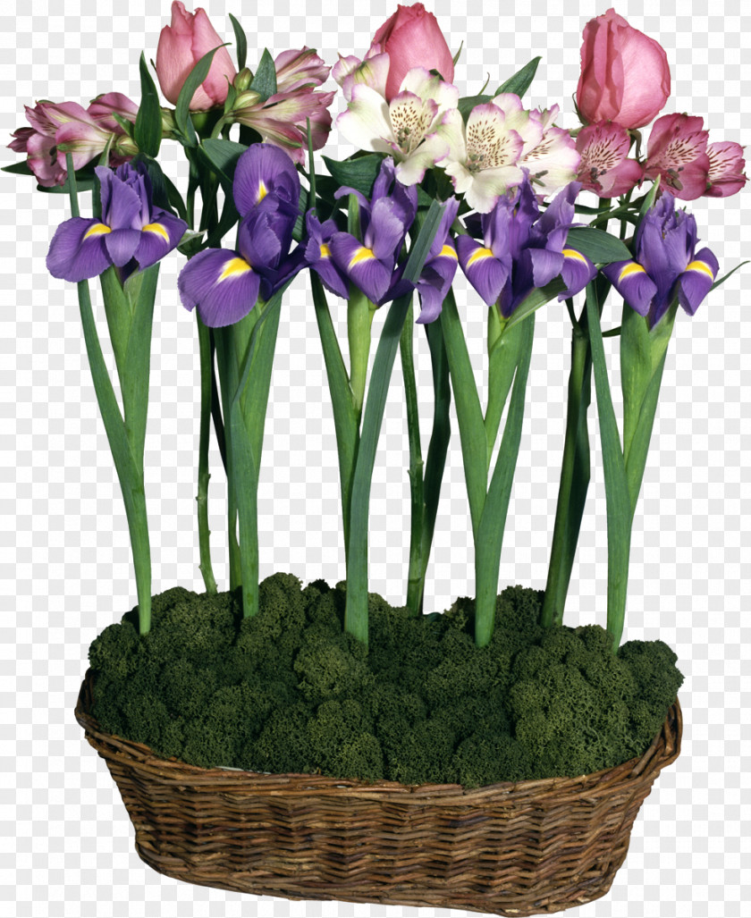 Iris Flower Irises Clip Art PNG