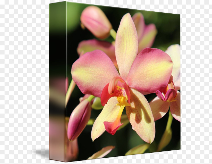 Science Fiction Quadrilateral Decorative Backgroun Moth Orchids Spathoglottis Dendrobium Plant Flower PNG